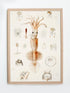 framed grimaldi scaled squid scientific illustration